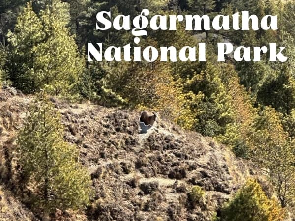 Sagarmatha National Park - Himalayan Tahr