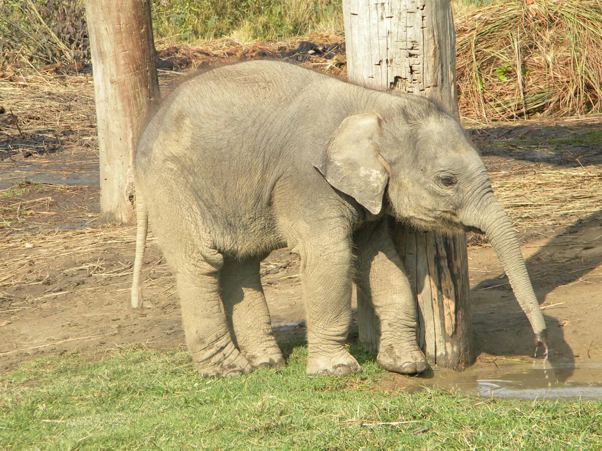 Baby Elephant in Chitwan