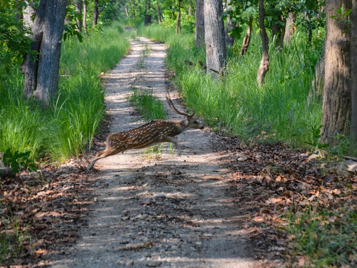 Bardiya National Park