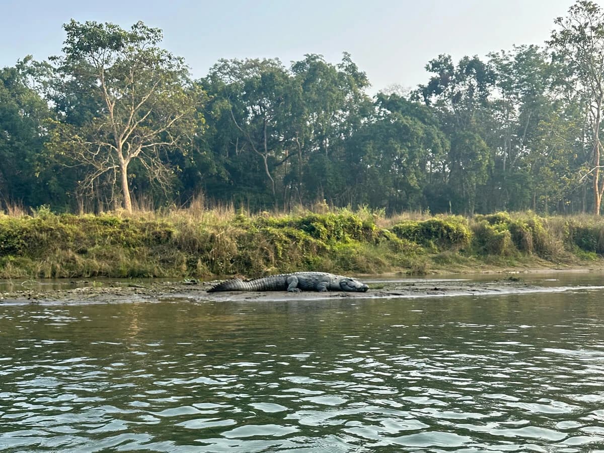 Chitwan Wildlife Tour