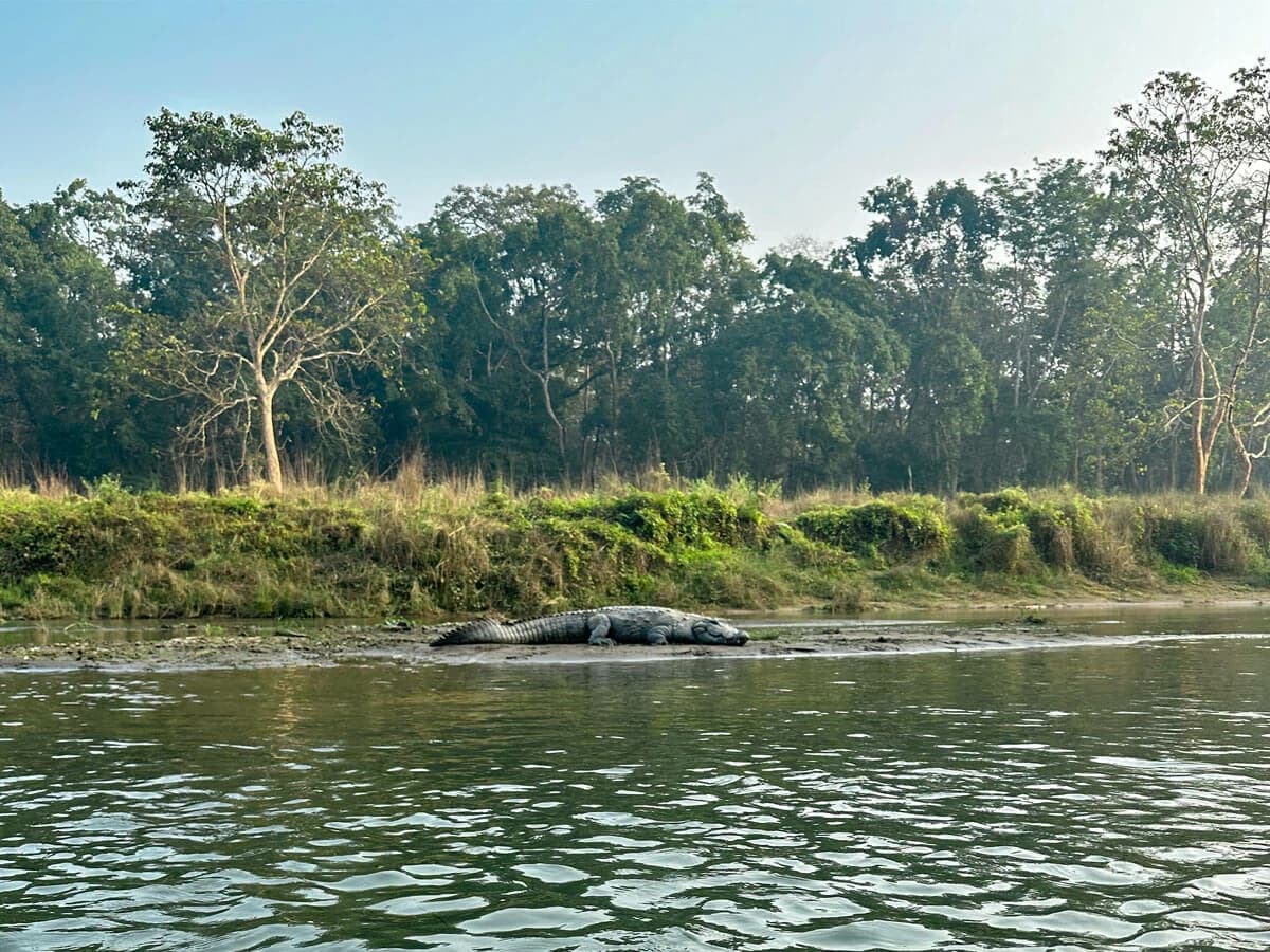 Crocodile in Chitwan