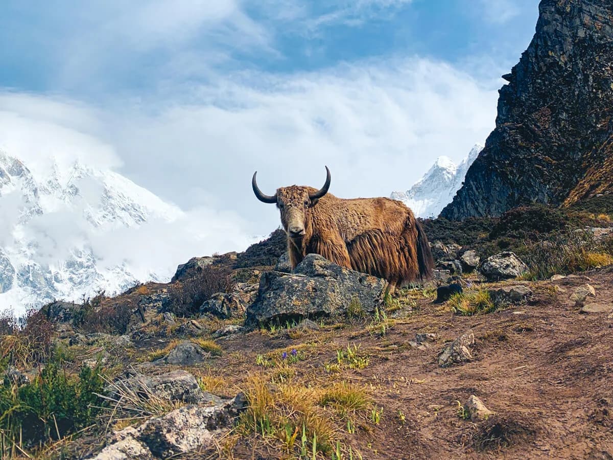 Yak grazing peacefully on the alpine meadows along the Langtang Valley trek.