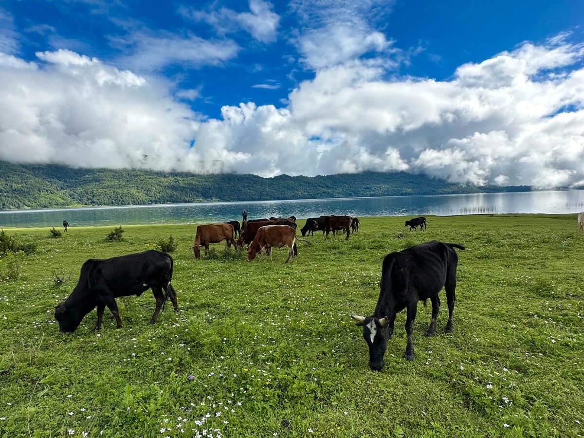 Animals grazing on the banks of Rara Lake in Nepal