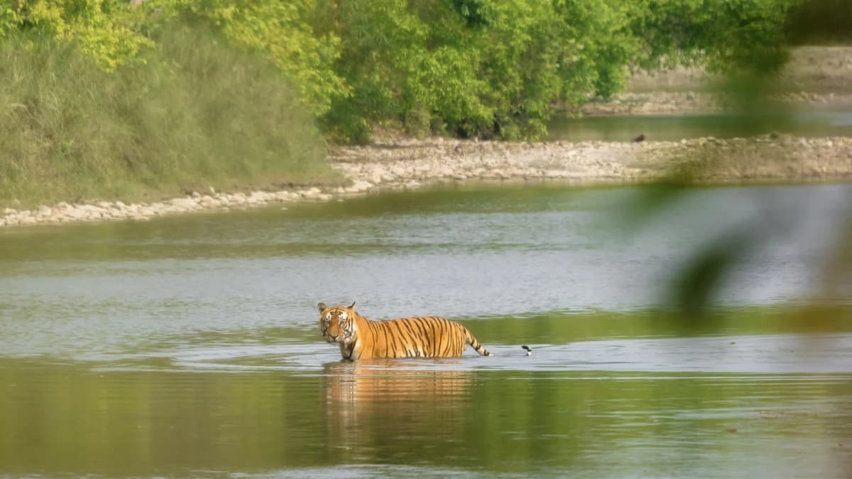 Tiger spotting in Bardiya National Park