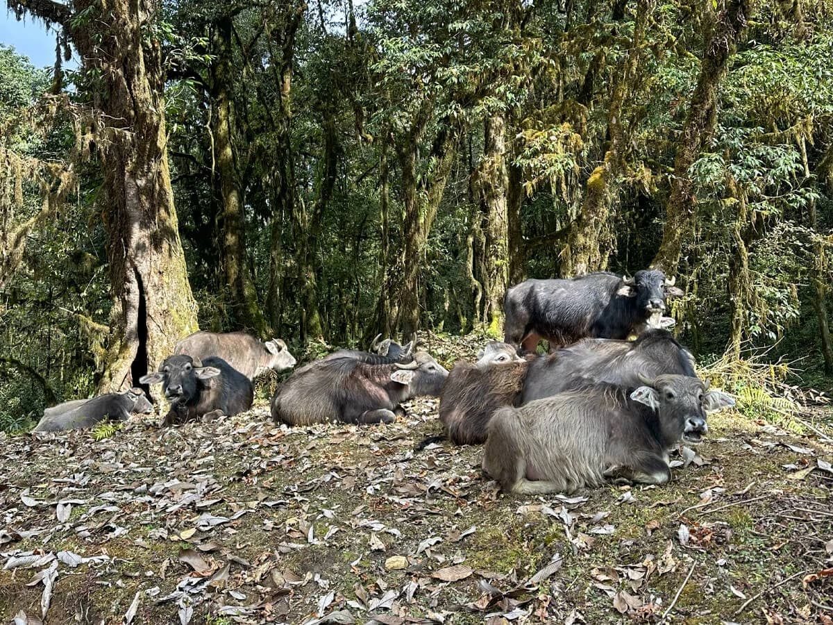 Wild Buffalos chilling in the middle of the Oak forest