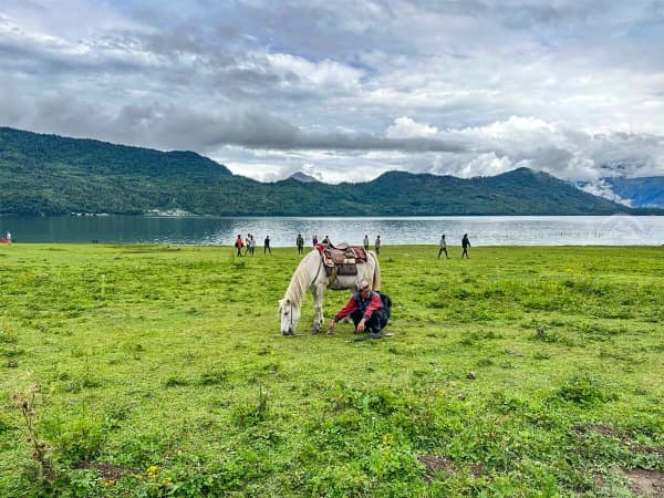 Grazing Horse In Rara Lake