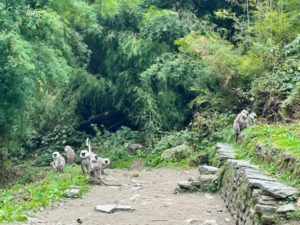Langurs Spotted Annapurna Base Camp Trail