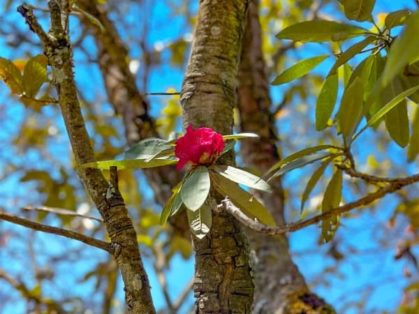 Rhododendron