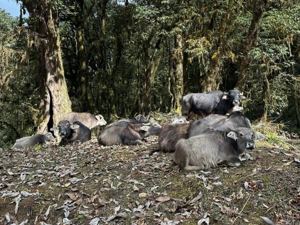 Wild Buffalos Mardi Trek