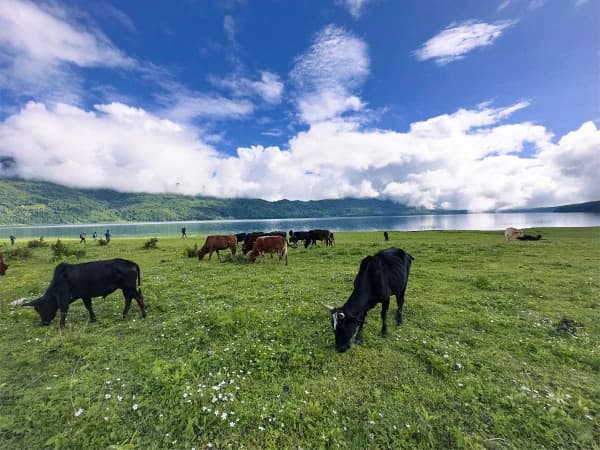 Wild Herds Grazing At Shorelines Of Rara Lake