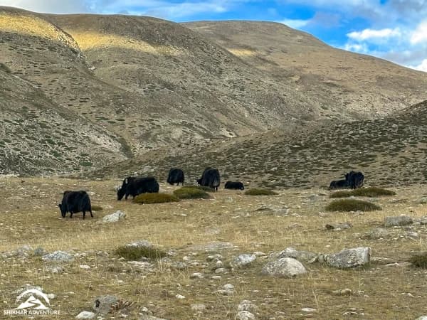 Wild Yaks