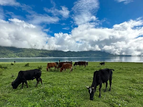 Rara Lake Image
